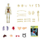 🎁2023-julesalg 48% avslag 🎁-3d Human Body Torso Model for Kid Anatomy Model Skeleton